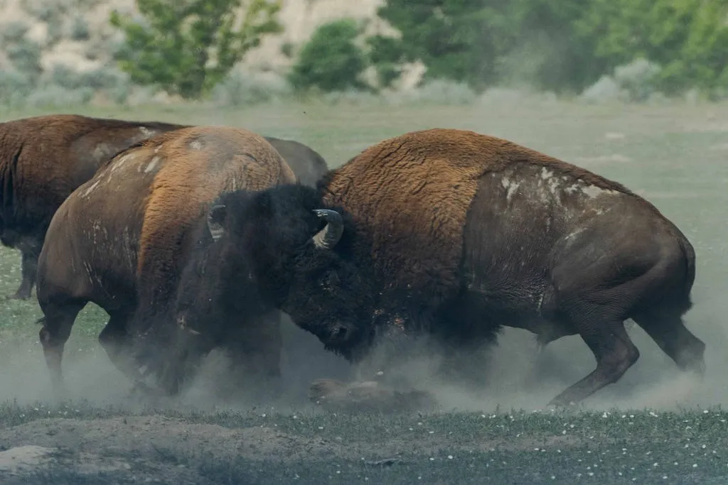 Two bison fighting head to head in a cloud of dust