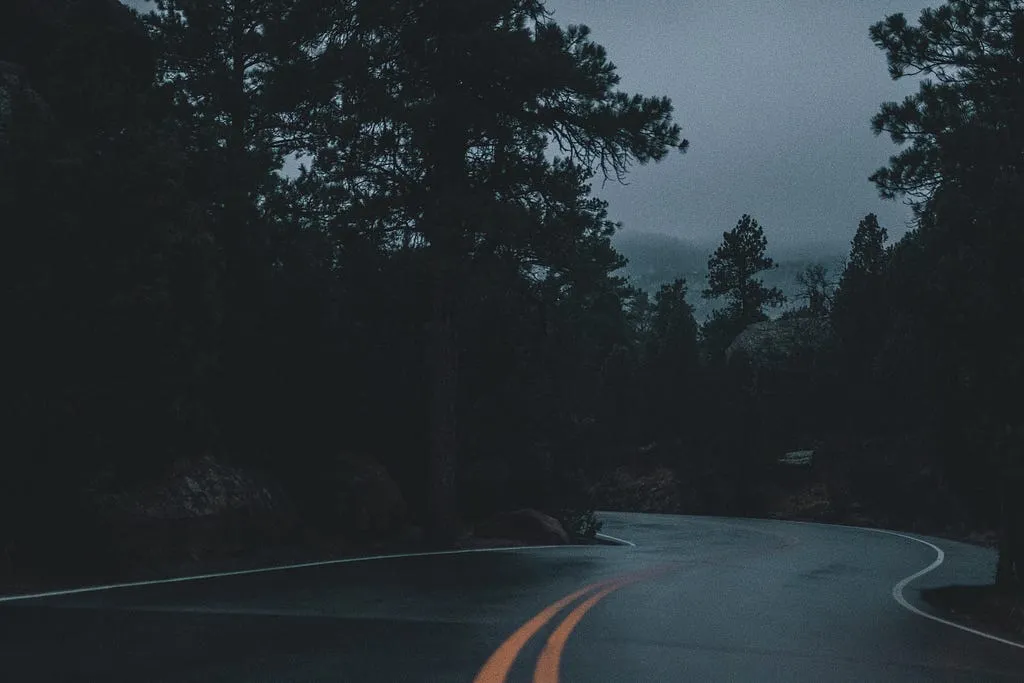 A wet road curving through a dark pine forest